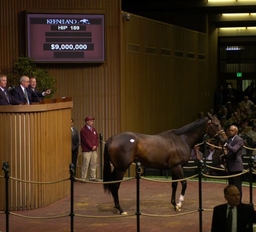 Ashado in the sales ring for $9 million.