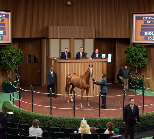 Stellar Wind in the sales ring for $6,000,000.