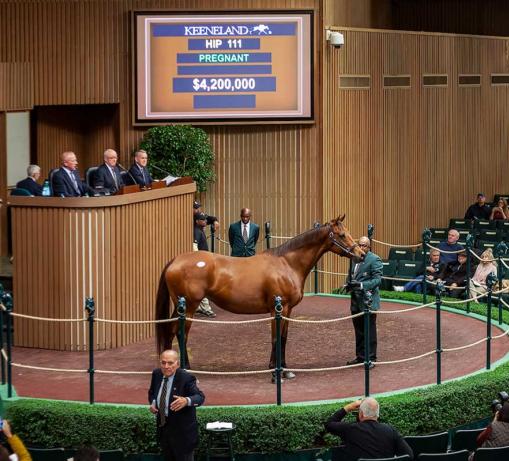 Lady Eli in the sales ring for $4.2 million. The sign also says "pregnant".