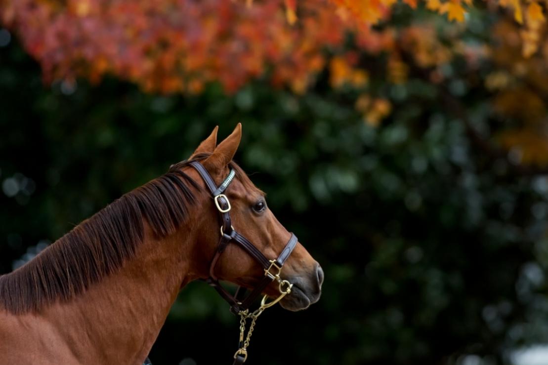 Profile view of a brown horse against a blurry backdrop of fall leaves.