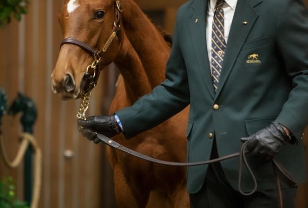 A man in a green Keeneland suit with black leather gloves leads a horse in for sale.
